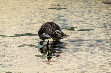 Утка познавшая Дзен