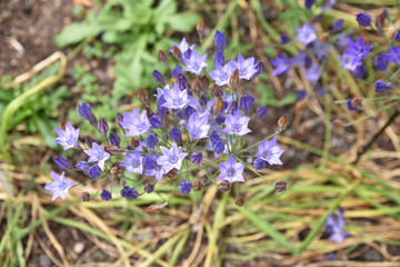Brodiaea bleu en été au jardin