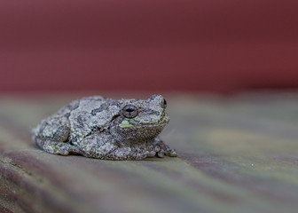 Tree Frog