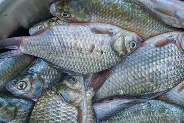 Freshly caught river fish. Crucians and sun perch. Good catch