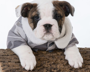 male bulldog puppy