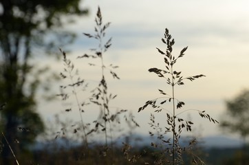 Twig