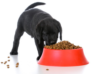 feeding the puppy