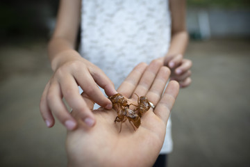 蝉の抜け殻を持つ親子