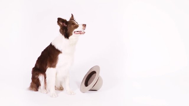 Lovely Collie border dog sitting on a white background and takes a hat in his teeth
