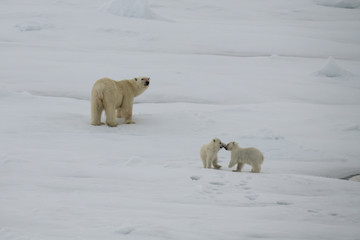 Polar bear walking in an arctic.