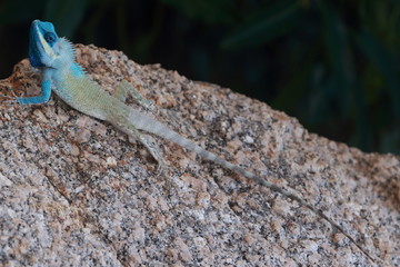A blue gecko sun bathing