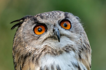 Close up portrait of a beautiful large Eagle Owl