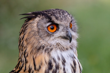 Close up portrait of a beautiful large Eagle Owl