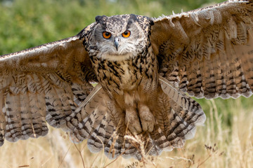 Huge, beautiful Eagle Owl flying low over a yellow field