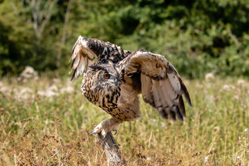 Beautiful Eagle Owl taking off from a long, grassy field