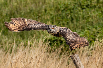 A beautiful, huge European Eagle Owl flying low over fields and trees