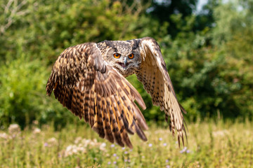 Huge, beautiful Eagle Owl flying low over a yellow field