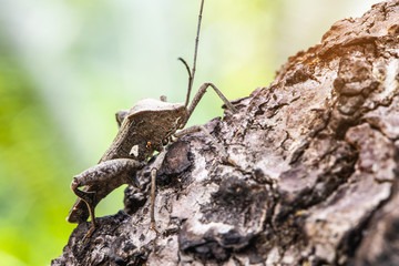 Coreid bug (Squash bug) on the bark.