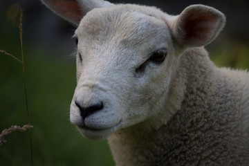 Fototapeta premium Yorkshire sheep