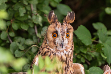 Beautiful Long-eared Owl sitting in a tree and dense foliage