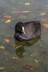 Herbst-Ente
