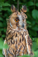 Beautiful Long-eared Owl sitting in a tree and dense foliage