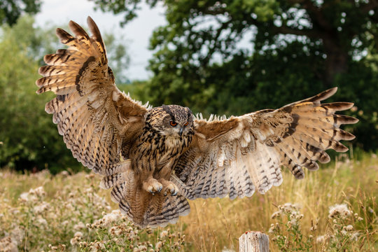 Huge, majestic Eagle Owl in flight over a grassy meadow