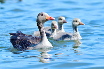 Graugans Familie schwimmt auf einem See