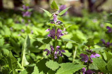Lamium purpureum wild plant in the forest, rep purple flowering plant