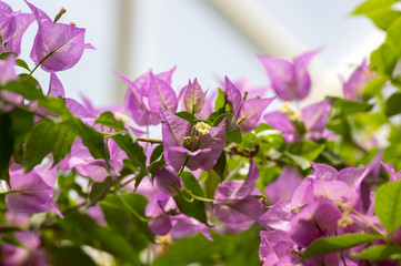 Buganvilla, bugambilia shrub branches in bloom, purple violet flowering ornamental flowers