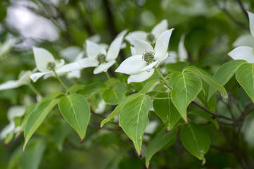 Cornus kousa ornamental and beautiful flowering shrub, bright white flowers with four petals on blooming branches