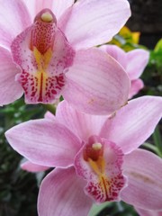 Fototapeta na wymiar Pink and Yellow Orchid 