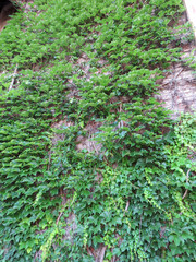 Fototapeta premium Ivy Climbing