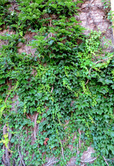 Fototapeta premium Summer Ivy