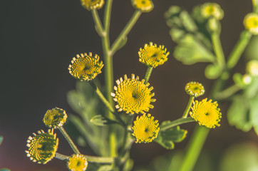 Brightly yellow flowers close-up