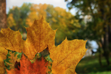 Autumn colorful concept: bright yellow leaves background.  Autumn copy space