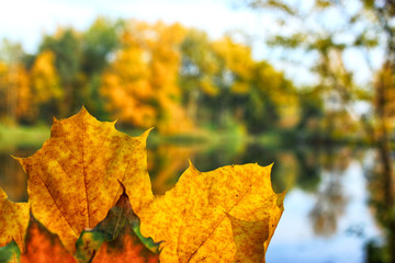 Autumn colorful concept: bright yellow leaves background.  Autumn copy space
