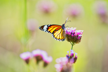 Fototapeta na wymiar Butterfly on flowers