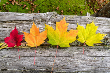 Couleurs d'automne - feuilles d'érable - Québec - Canada - 214792961