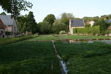 Obraz premium Traditional Water Cress farming