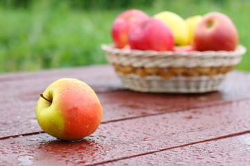 Fresh apples on the table in the garden.