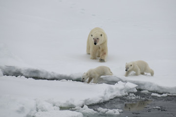 Naklejka na ściany i meble Polar bear walking in an arctic.