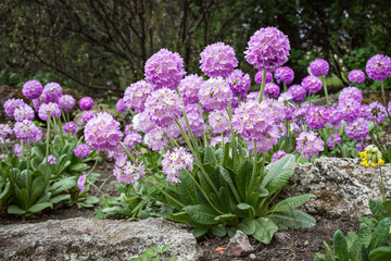 Fototapeta premium Blooming flower hydrangea ((Hydrángea) blossom on the flowerbed in the garden.