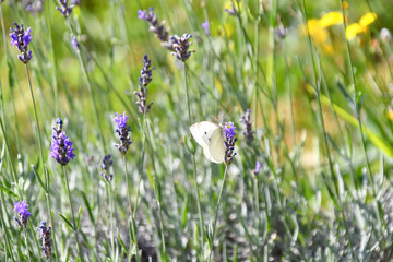 La farfalla cavolaia, in mezzo ai fiori di lavanda