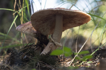 Closeup, view from below on two beautiful inedible mushrooms in a pine forest
