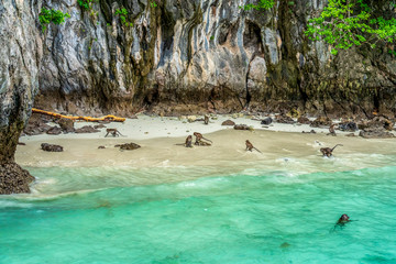 Monkeys on Beautiful Bay Tropical Beach blue ocean background