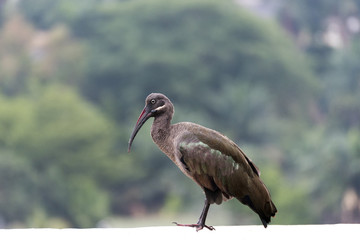 Hadada Ibis, Bostrychia hagedash, bird with long bill in Kampala, Uganda, Africa
