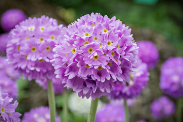 Obraz premium Flowering flower hydrangea(Hydrángea). Close-up. Abstract background for design, templates, cards, ornaments.