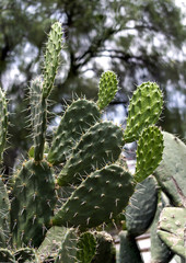 Trío de hojas de nopal maduras con sus espinas