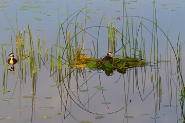 Wunderschönes Bild eines Haubentaucherpaares mit Nest aus Seerosenblätter während der Brutzeit. Grafische  Wirkung der Schilfhalme durch Spiegelungen im Wasser