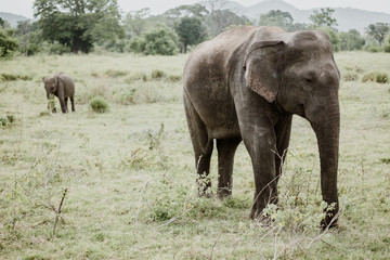 Elephants in a National Park from Sri Lanka