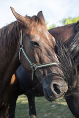 Obraz premium Two horses helping each others to chase away flies with their tails.