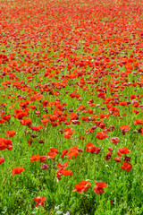 A field of poppies in full bloom under a bright sunshine.