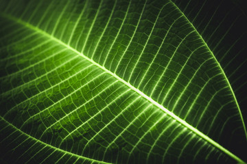 full frame large leaf